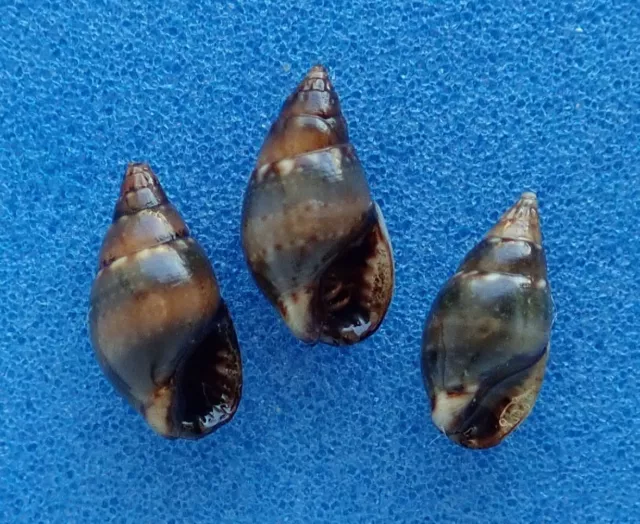 Coquillage de collection : Tritia corniculum (x3) (France, Atlantique) Seashell