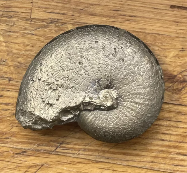 Oxynoticeras Pyrite ammonite fossil