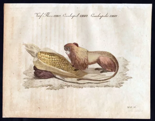 Goldenes Löwenäffchen Affe monkey monkeys engraving Bertuch Kupferstich 1806
