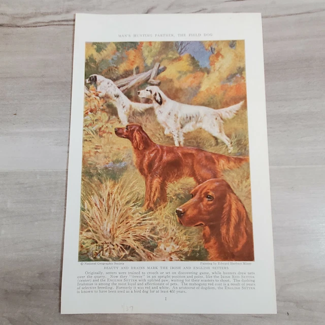Vintage Dog Print Page Edward Herbert Miner Art Irish English Setters Pointing