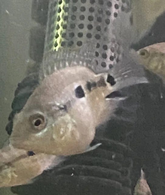 FLOWERHORN CICHLID 1” Bonsai Flowerhorn F Mixed With Regular Texas Cichlid M 2