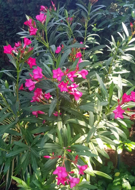 OLEANDER &amp;ITALIA&amp; PINK - frosthart/winterhart bis -15 Grad | Höhe ca ...
