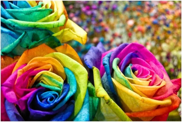 Rare Multi-Colors Rainbow Rose Flower Seeds Garden Plant (Buy 1 Get 1 15% Off)