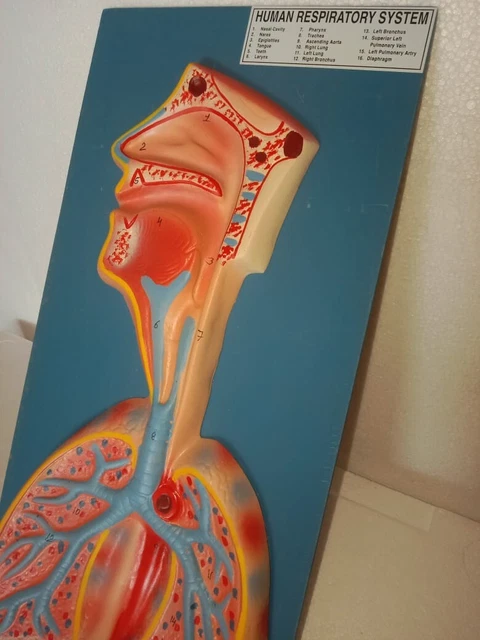 HUMAN RESPIRATORY SYSTEM anatomical model, lung anatomical model ...
