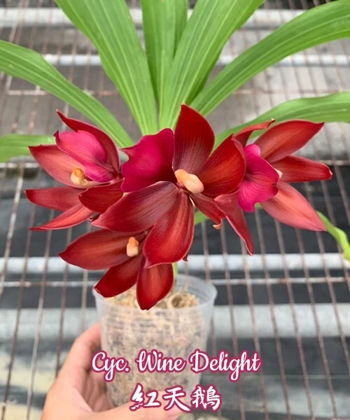Orchid Orchidee Cycnodes Wine Delight 'JEM' FCC/AOS (6 L)