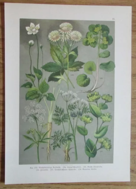 1896 BOTANISCHER DRUCK antique print Botanischer Bilder-Atlas Pflanze Botanik 25