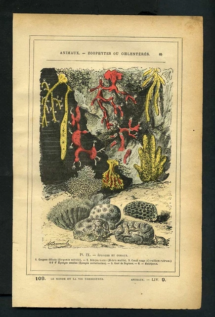 EPONGES DE MER CORAUX et POLYPES Gravure 1887