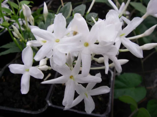 JASMIN MULTIPARTITUM grandes fleurs parfum suave   lot de 2 plantes