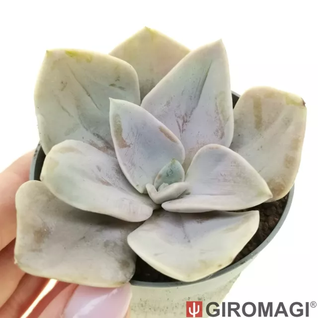 Echeveria 'Rodolfi' エケベリア POTØ6.5cm - GIROMAGI Cactus & Succulent Plants