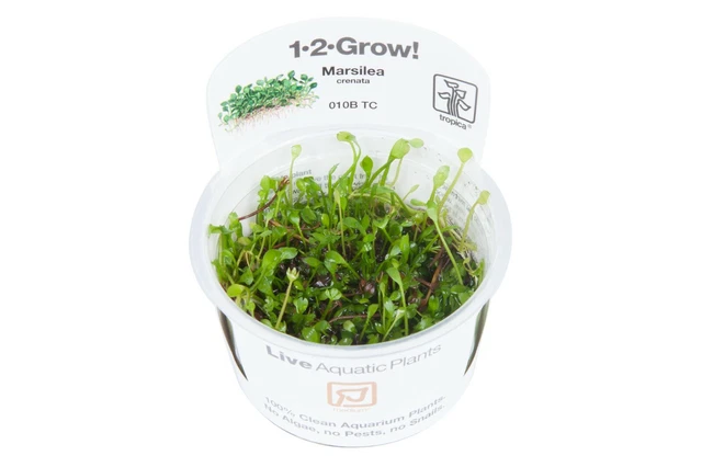 Marsilea crenata - InVitro Aquarium Pflanze Bodendecker Tropica 1-2-Grow 010B TC
