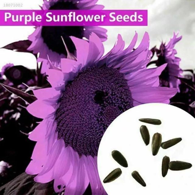 20pcs Purple GIANT SUNFLOWER -HELIANTHUS ANNUUS-20 FLOWER SEEDS-LARGE PACK (LT20 2
