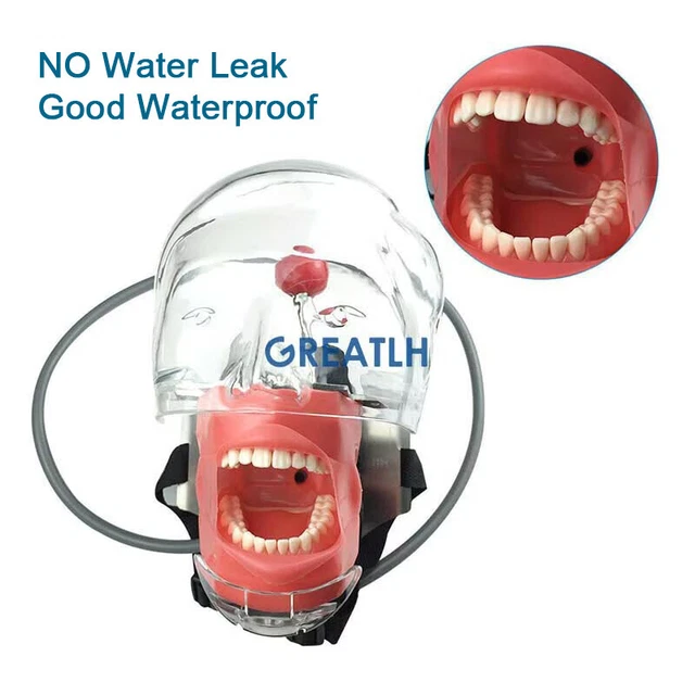 Dental Head Model teeth model dentist practise training model dental teeth model