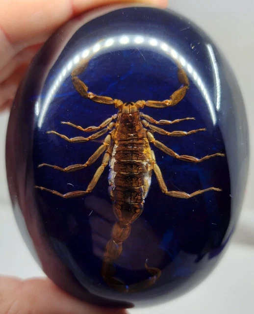 Real Scorpion Oval Vibrant Blue Acrylic Lucite Paperweight - Red Felt Bottom