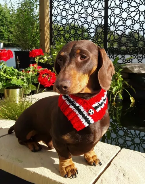 Man united deals dog collar