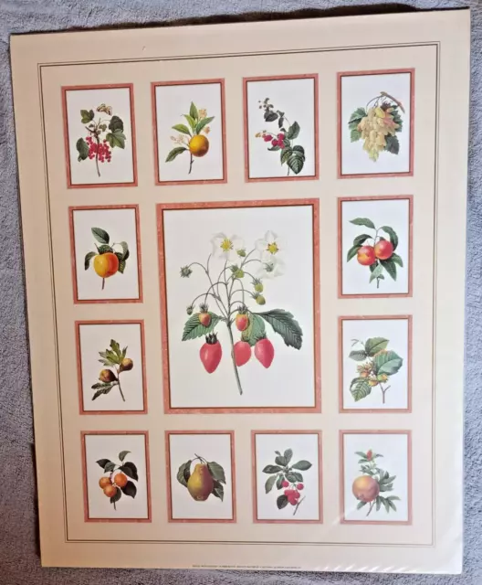 Fruit Collection Print by Pierre Redoute - BRAND NEW AND SEALED