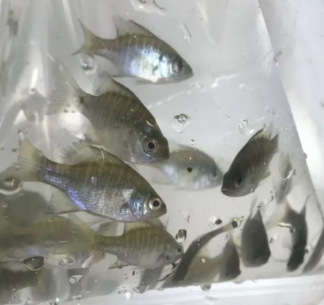 75+ Live Bluegill Fish (SMALL) GUARANTEE ALIVE (FREE 2-Day Shipping)