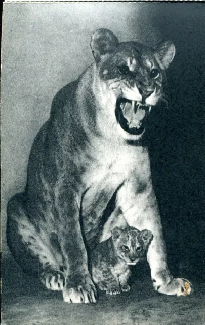 CPA - Parc zoologique de Vincennes - Une lionne et son petit