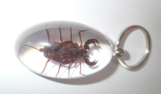Large Key Ring Whip Scorpion Specimen Typopeltis crucifer SK83 Clear 4 pcs Lot