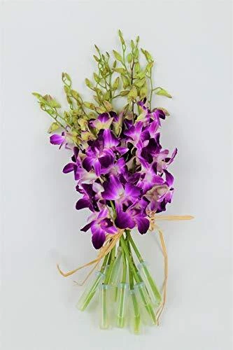 Fresh Vibrant Purple Dendrobium Sonia/Galaxy/Bombay Cut Orchids Bunch from Nu...