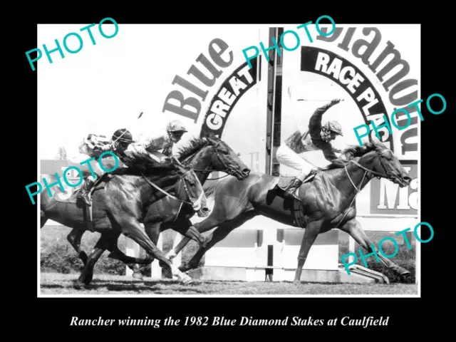 Old Large Horse Racing Photo Of Rancher Winning The Blue Diamond Stakes 1982