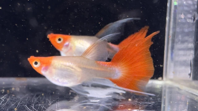 Trio Wild Koi Short Body Ribbon- Live Guppy Fish Aquarium (Overnight Shipping)