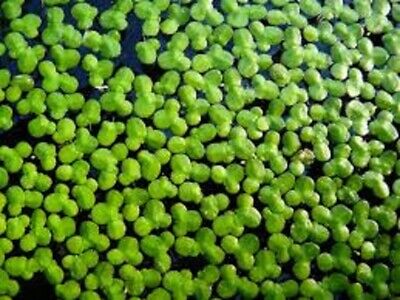 Duckweed 100+ grown indoors live organic floating aquarium plants