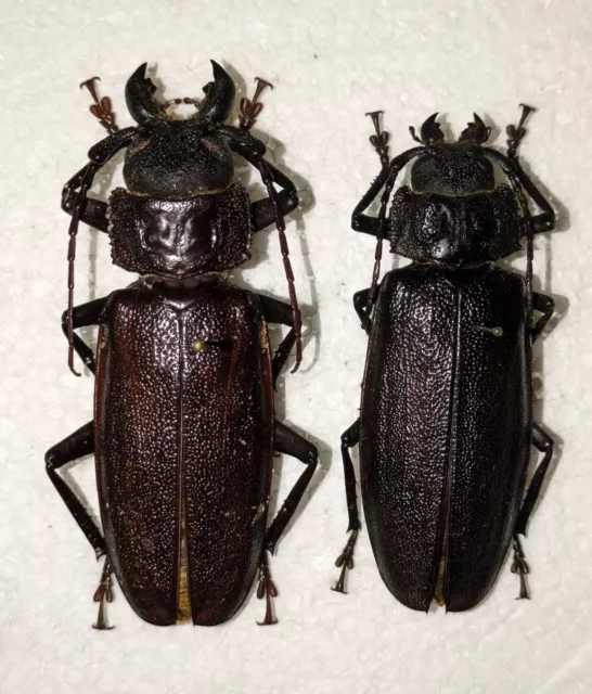 Physopleurus longiscapus, 75 & 67mm pair, very scarce Prioninae from Ecuador