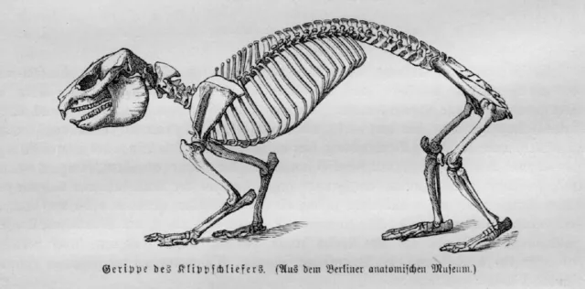 SKELETT ANATOMIE KLIPPSCHLIEFER Klippdachs (Procavia capensis)  Holzstich 1891