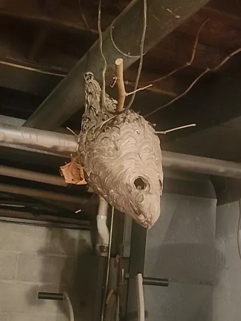 Bald Face Hornets Paper Wasp Hive Nest Multiple Branchs Unique Huge taxidermy