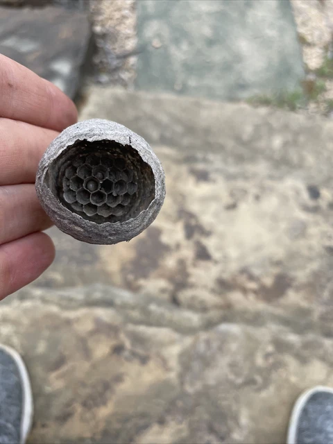 Tiny Natural Paper Wasp Bee Hornet Hive Taxidermy Nest 1-1/2” size of golf ball