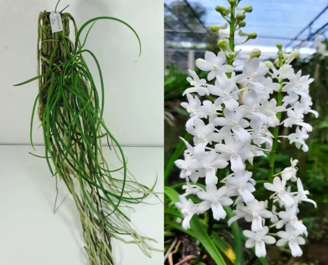 Seidenfadenia mitrata alba (blanco), tamaño de floración, planta de orquídea, jardín