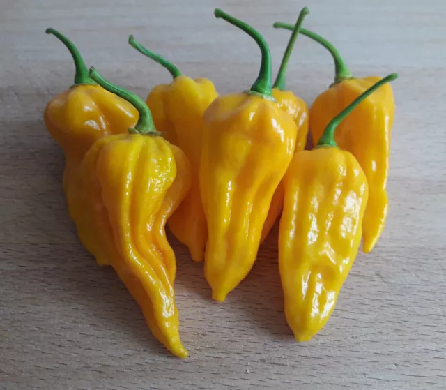 Bhut Jolokia Yellow - 20 quality organic hot chili pepper seeds