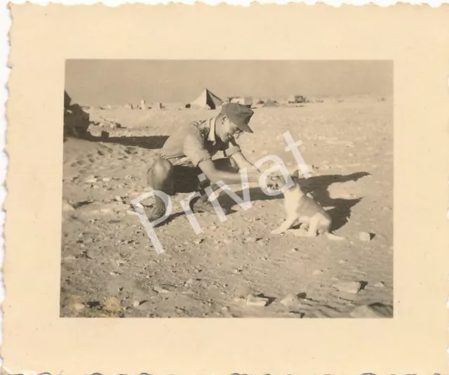 Foto WK2 Soldat Hund Kompanie Zeltlager Quartier Wüste Wehrmacht Afrika M1.09