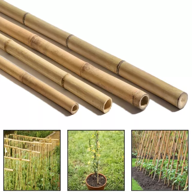 Bamboo Canes 2ft 4ft 6ft Large Plant Support Extra Strong Pole Garden Sticks