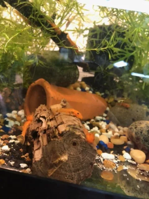 Super Red Bristlenose pleco 10 Pack,1+ inches |Tank Bred| 2 day shipping 