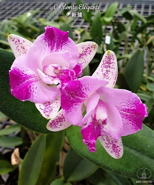 Orchidea Orchidea Cattleya Monte Elegante, profumata (22Pr) 2
