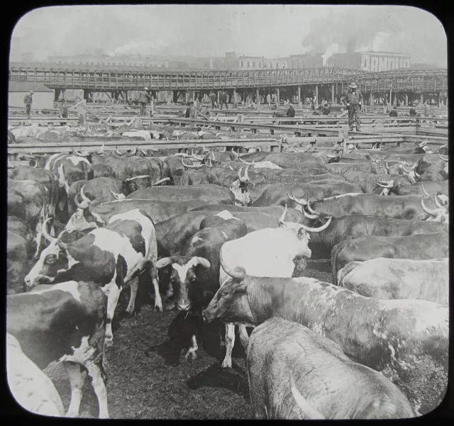 Glass Magic Lantern Slide UNION STOCK YARDS CHICAGO C1910 HISTORIC PHOTO USA