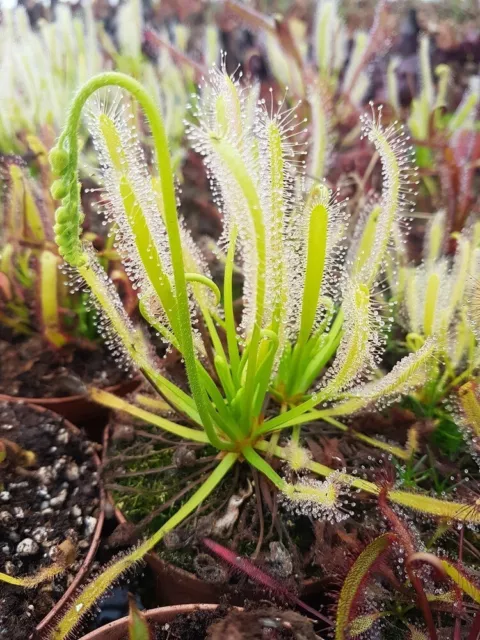 + 100 seeds graines DROSERA CAPENSIS plante carnivore carnivorous plant