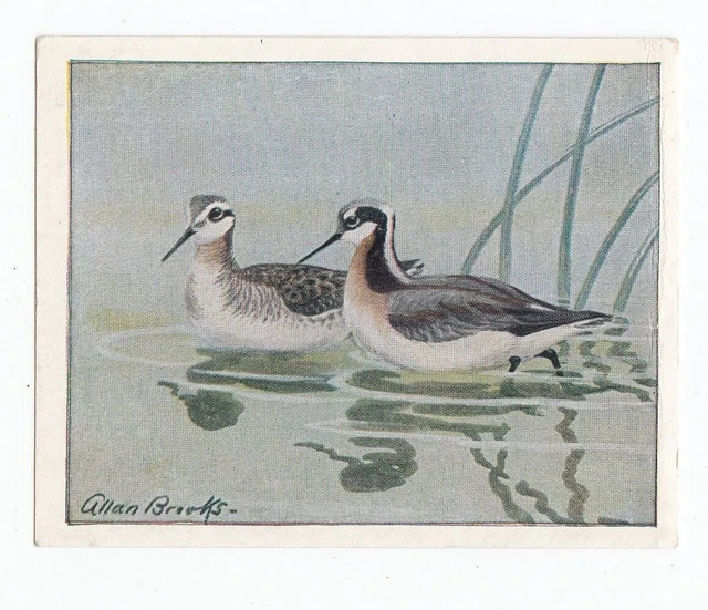 1925 ITC Canada - Birds Of Western Canada #57 Wilson's Phalarope