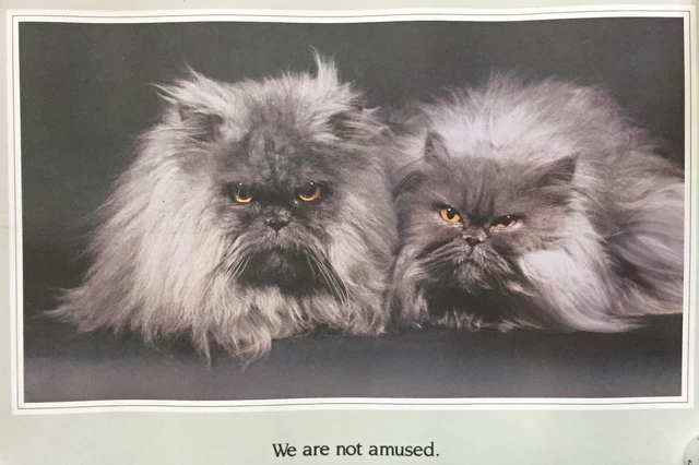 Vtg 1985 Funny Cat Persian Cats Poster Hans Reinhard Photography Animal Humor