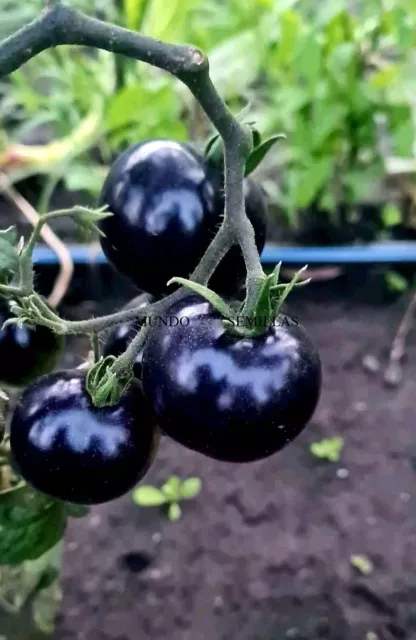 Pomodoro Più Nero Del Mondo (Black Beauty) 10 Semi Seeds Orto Giardino