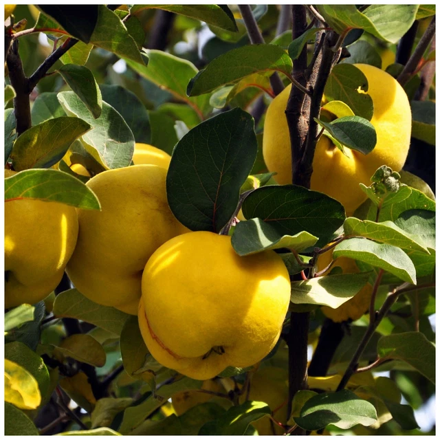 DWARF PATIO CYDONIA Oblogna 'Champion' Quince Tree In 5LPot Miniature