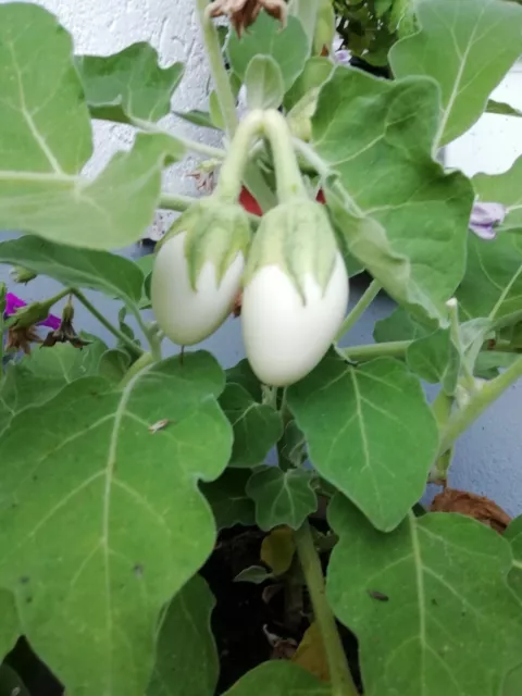 30 x Samen Eierbaum weiße Früchte  Pflanze Aubergine Gemüse Ostern