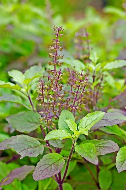 Tulsi Seed Pack Of 100 Seeds Plant Seeds For Home Gardening Free Shipping