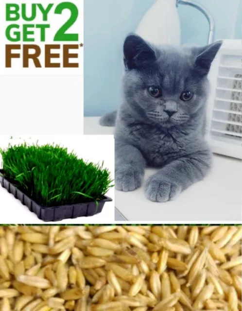 500 Organic Cat Oat Grass  Pets Love it~ BUY 2 GET 2 FREE/BUY3 GET 4 FREE