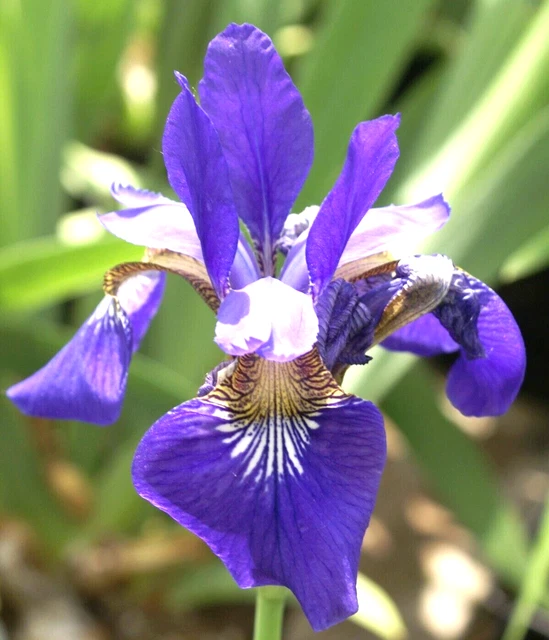 4 bulbs roots of Siberian iris Ceasar's Brother Bright Purple Perennial