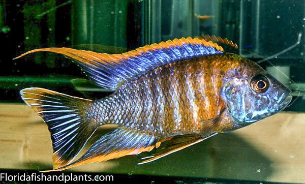 Red Top Lwanda Peacock Aulonocara African Cichlid, Guaranteed
