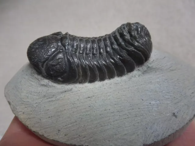 Trilobite (Phacops sp.) 5.1 cm - Devonian - Morocco