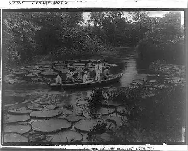 Photo:Brazil - small boat passing large lily pads on Amazon tributary