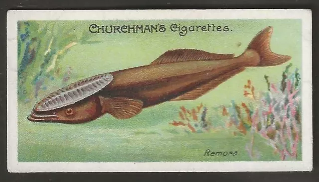 Churchman-Fishes Of The World 1912 (Rare Subject)-#32- Remora